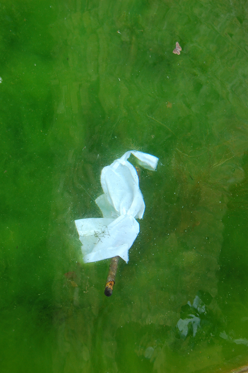 Deborah Bowman photographie numérique